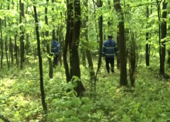Rătăciți în pădure