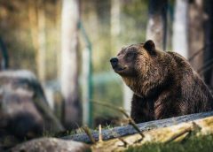 Preşedintele AGVPS cere intervenţii directe ale autorităţilor şi reluarea vânătorii controlate la urs
