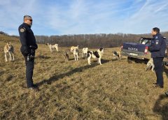 În Sălaj, pășunat ilegal pe fonduri de vânătoare și turme de oi cu prea mulți câini