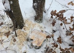 Tăieri ilegale de lemn, sancționate de jandarmii sălăjeni