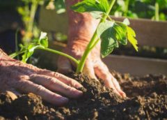 Martie secetos. Fermierii sălăjeni spun că e nevoie de ploi