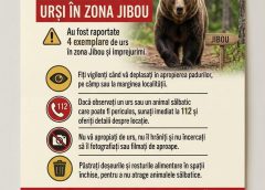 Atenție! Urși în pădurile de lângă Jibou