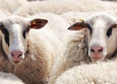 ANSVSA instituie carantina internă de 30 de zile la ovine şi caprine